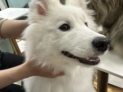 -安格丽娜·狗咖·猫咖羊驼咖(春熙路百盛商场店)