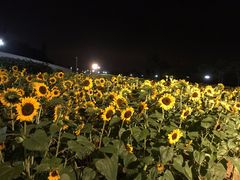 -野狸岛