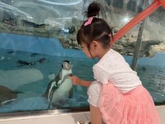 -帝企鹅自助餐厅•儿童岛•真企鹅(长隆企鹅酒店)