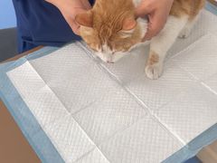 -天使宠物医院·犬猫分诊(彩虹店)