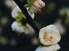 -杭州植物园