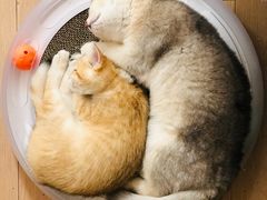 -东方名猫馆·英短金渐层布偶猫舍(环线广场1号楼店)