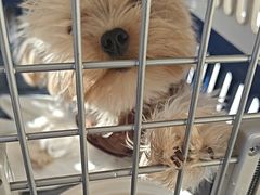 -瑞派宠物医院·犬猫全科·猫友好(宾水西道店)