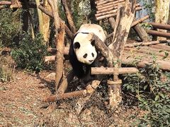 -成都大熊猫繁育研究基地