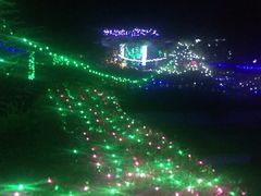 -洛阳郁金香牡丹园