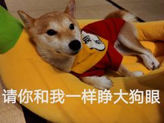 -逗柴咖啡屋·狗咖猫咖宠物桌游