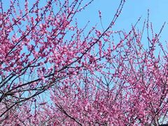 -白塘生态植物园