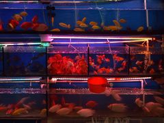 -清平路水族市场