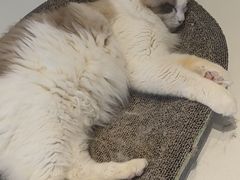 -怪兽屋·羊驼·猫咖·狗咖(俊华广场店)