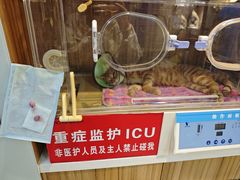 -御宝贝·A梦猫科宠物医院(国际猫友好医院)