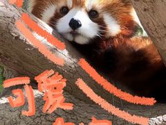 -成都动物园