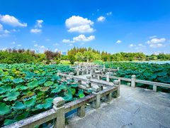 -江心屿景区