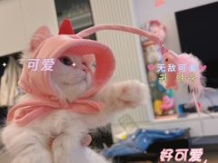 -欣宠猫屋·矮脚拿破仑·蓝金金渐层