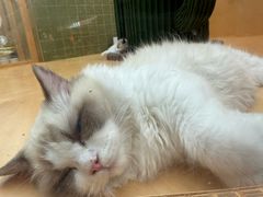 -帕帕拉兹宠物(亚洲旗舰店)