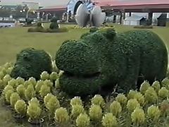 -中加枫华国际学校
