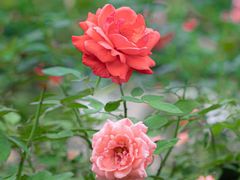 -人民公园(罗湖区)