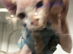 -喵zoo家庭繁育猫舍(尖东智能花园店)