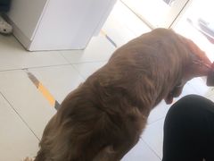 -宠福鑫康馨动物医院·骨科·眼科