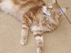-猫友咖啡店(玉林西路店)