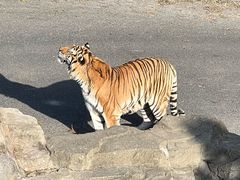 -大连森林动物园