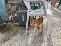 -大澳