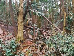 -黔灵山公园