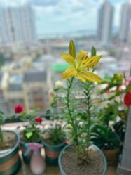 -哈颜科技轻美·