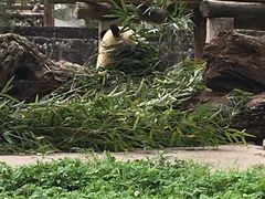 -都江堰中华大熊猫苑