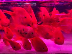 -青石桥花鸟鱼虫市场(叠翠城店)