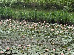 -东莞植物园