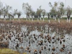 -艾溪湖湿地公园