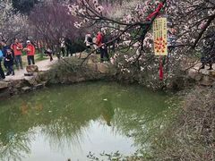-香雪海
