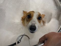 -PETKIT小佩宠物·低压洗护(国顺东路店)