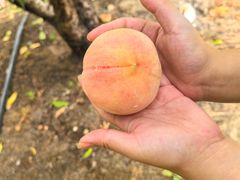 -老袁家蜜桃农场·阳山水蜜桃