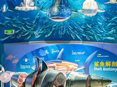 -烟台海昌鲸鲨海洋公园