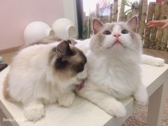 -酷豆宠物咖啡·宠物美食·撸猫馆