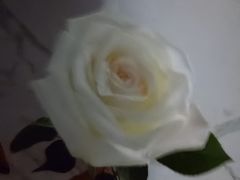 -循礼门鲜花花市(武汉循礼门店)