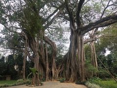 -瑞丽独树成林风景区