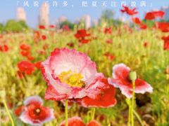-四季花海公园
