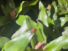 -中国科学院西双版纳热带植物园