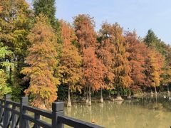 -海珠湖公园