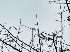 -南山植物园