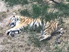 -石家庄市动物园