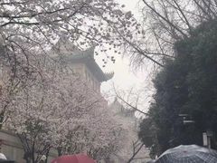 -武汉大学-樱园