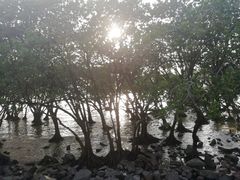 -宝安西湾红树林湿地公园