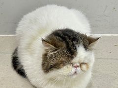 -共舞时光猫咖·狗咖(新街口店)