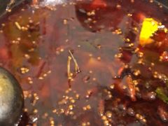 -鸿顺老铁锅美蛙鱼府(解放碑店)