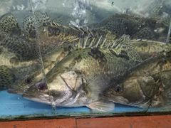 -济南海鲜大市场