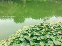 -艾溪湖湿地公园