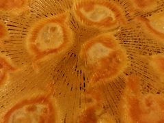 冰凌海鲜煎饺-北方饺子王·海肠捞饭·海鲜锅(山大店)